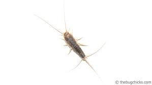 silverfish your quiet roommates the