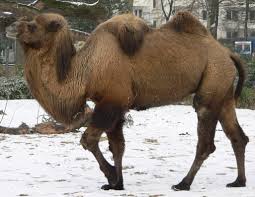 The foot of a camel is made up of a large leathery pad, with two toes at the front, the bones of which are embedded in the foot. Camelidae Wikipedia