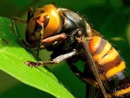 asian giant hornet facts insects in