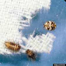 carpet beetles got pests board of