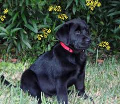 South west florida labs is family owned and operated out of our farm in. Chambray Labradors Florida Labrador Puppies For Sale In Chambray