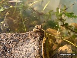 toad or frog in garden but no pond