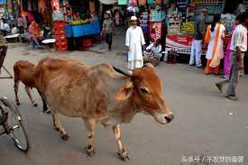 印度「牛患殺人」背後文化  專題報導