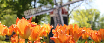 what-is-the-tulip-festival-in-orange-city-iowa