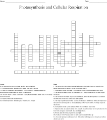 Photosynthesis And Cellular Respiration Crossword Wordmint
