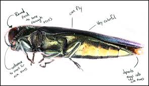 Emerald Ash Borer Facts And Information