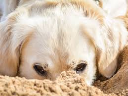 ask a dog trainer why do dogs eat dirt