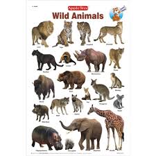 35 Veritable Wild Animals Pictures Chart