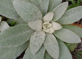 lung healing herbal tea with mullein