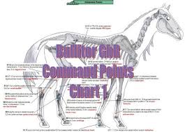 Acupuncture Charts For Horses Extra Set