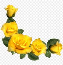 yellow rose border png transpa with