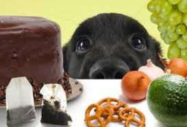 Image result for COOKOUTS WITH ANIMALS