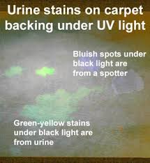 pet urine stains and odors in carpet