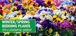 winter spring bedding plants for a
