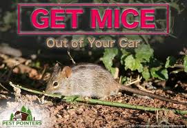 The guys that set it up and took my old dryer were fast and great. How To Get Mice Out Of Your Car A Step By Step Guide Pest Pointers Tips For At Home Pest Control