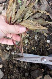 How to Care for Peony Plants in Winter | Gardener's Path
