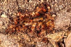 subterranean termite control hulett
