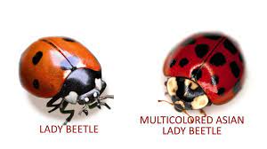 ladybugs identification signs and