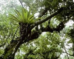 Gambar Cook Islands rainforests