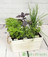 Wooden Herb Planters Delivered As Gifts