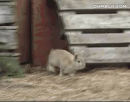 The best gifs are on giphy. Tiere Animais Animaux Gif On Gifer By Gavitius