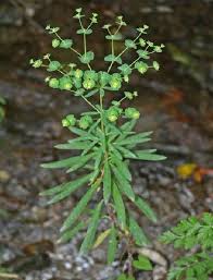 Euphorbia semiperfoliata Viv. - Portale della Flora d'Italia / Portal to ...