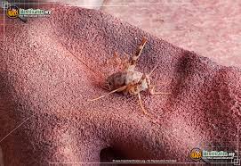 Spotted Camel Cricket