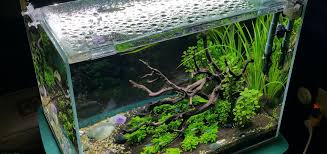 However, there are some nearly universal steps for setting up a freshwater aquarium. 5 Gallon Fish Tank Aquascape Aquascape Ideas