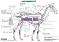 Acupuncture Charts For Horses