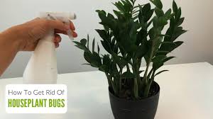 how to get rid of bugs on houseplants