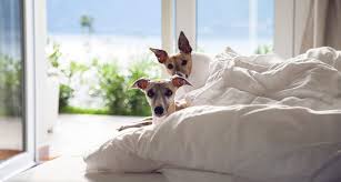 The Best Summer Bedding For Pet Pas