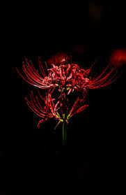 spider lily images browse 3 582