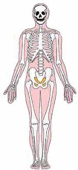 Skeletal muscles are attached to the bones by tendons. Nasa Bones In Space