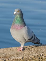 Rock Dove Wikipedia