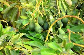colheita de abacate rendimento por