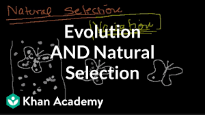 Read the online information, and answer the provided questions. Introduction To Evolution And Natural Selection Video Khan Academy
