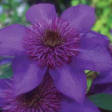First in late spring to early summer, then in late summer to early fall. The 27 Best Cold Hardy Clematis Varieties Gardener S Path