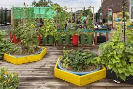 Start A Rooftop Container Garden