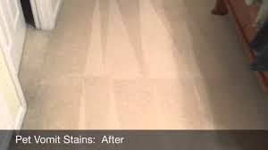 pet vomit stains out of white carpet