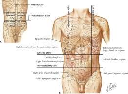 The abdominal cavity can be divided into four sections by an imaginary line: Abdomen Basicmedical Key