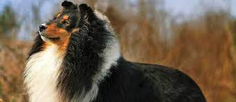 shetland sheepdog sheltie dog breed