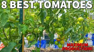 tomato garden tour