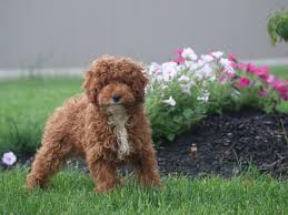 miniature toy poodle puppies