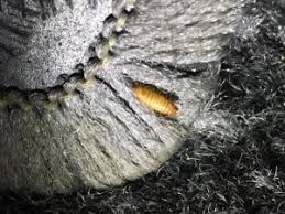 carpet beetle larvae in car