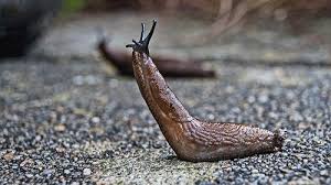 how to get rid of slugs from your house