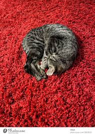 sleeping cat on red high floor carpet