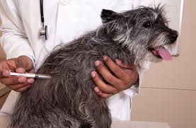 While some rabies vaccinations are licensed for one year, others are labeled for three years, but some states require annual vaccination regardless of labeling. How Often Do Dogs Need Rabies Shots What You Need To Know Here Pets
