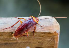 What Does A Cockroach Look Like Roach Identification Guide
