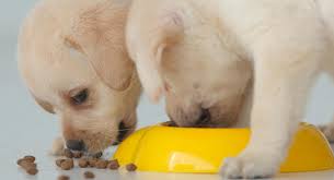 Feeding A Labrador Puppy Quantities Schedules And More