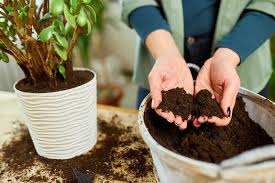 Best Soil For Indoor Plants Walter S